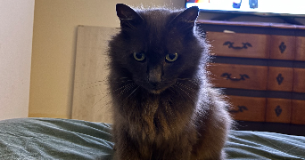 laura pet sitter à LE MANS 72000_6