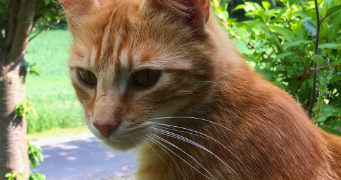 nelly pet sitter à ST JEAN DE LA RUELLE 45140_0