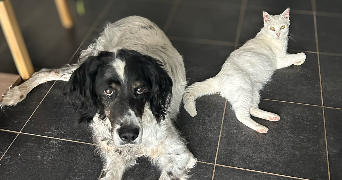 océane pet sitter à BERSON 33390_1