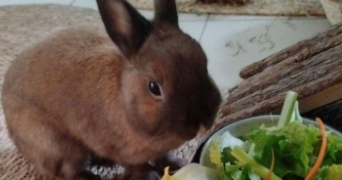 méline pet sitter à METZ 57000_2