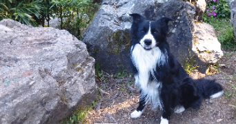 ombeline pet sitter à NANTES 44000_1