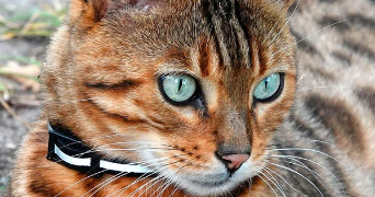 adam pet sitter à COMBS LA VILLE 77380_1