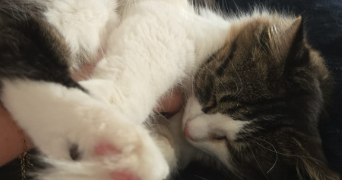 léa pet sitter à BOULOGNE BILLANCOURT 92100_8