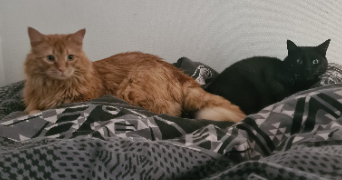 anaïs pet sitter à OULCHY LE CHATEAU 02210_1