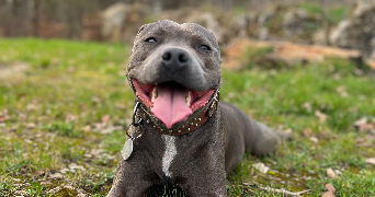 ophélie pet sitter à Beynes 78650_8