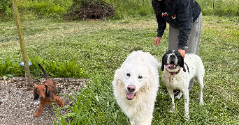 luisa pet sitter à LA CROIX VALMER 83420_4