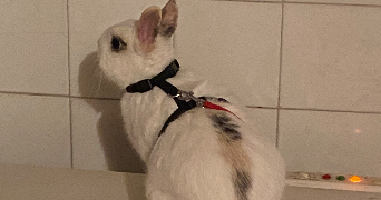 anna pet sitter à AGDE 34300_8