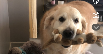 océane pet sitter à COMPIEGNE 60200_0