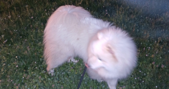 lina pet sitter à BLANQUEFORT 33290_5