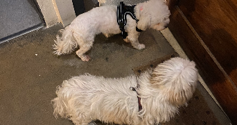 emma pet sitter à LYON 08 69008_2