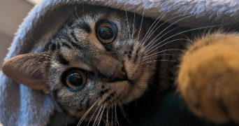 charlotte pet sitter à ROUEN 76000_2