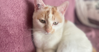 Lucie pet sitter à PARIS 15 75015_3