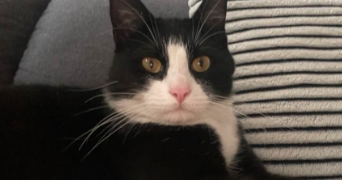 marais pet sitter à PONTIVY 56300_1