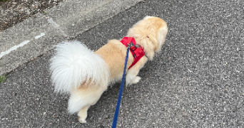 aglaé pet sitter à BREST 29200_1