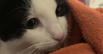 lee pet sitter à RIXHEIM 68170_0