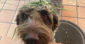 léa pet sitter à DARDILLY 69570_0