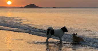 charlotte dog sitter à L ISLE ADAM 95290_3