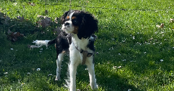 margot pet sitter à ARRAS 62000_2