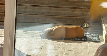 cyril pet sitter à BIOT 06410_2