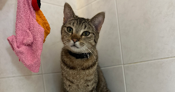 léa pet sitter à POITIERS 86000_3