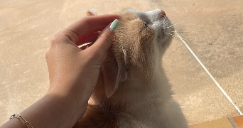 orline pet sitter à VEAUCHE 42340_2