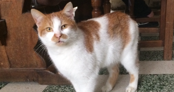 perrine pet sitter à LYS LEZ LANNOY 59390_2
