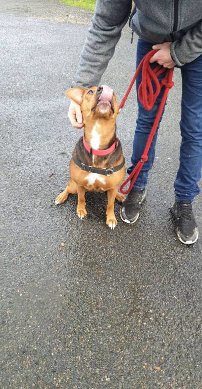 amélie pet sitter à Fleury-les-Aubrais 45400_1