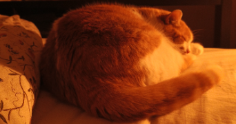 angèle pet sitter à WASQUEHAL 59290_5