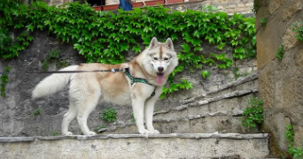 christelle pet sitter à SARLAT LA CANEDA 24200_2
