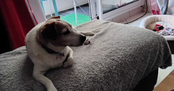 jean michel pet sitter à STE LUCE SUR LOIRE 44980_3