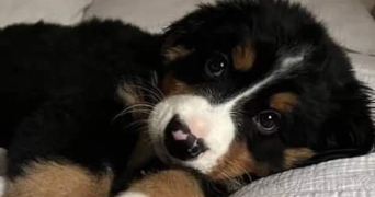 amélie dog sitter à LILLE 59000_0