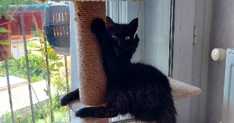 mélanie pet sitter à LOUVIERS 27400_15