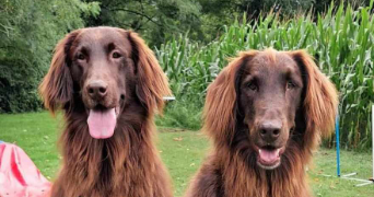 scoubidogservices pet sitter à NARROSSE 40180_1