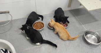 anaïs pet sitter à BURNHAUPT LE HAUT 68520_3