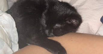 eva pet sitter à BAILLY ROMAINVILLIERS 77700_3