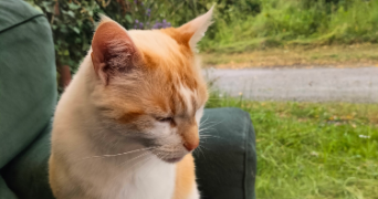 domitille pet sitter à ANGERS 49100_4