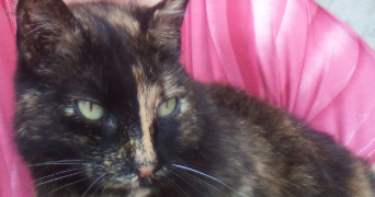 marie pet sitter à ST GEOIRE EN VALDAINE 38620_0