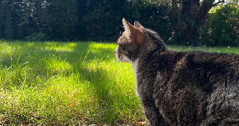 lucie pet sitter à LA VILLE DU BOIS 91620_3