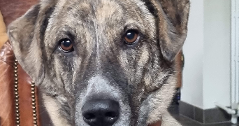 marie pet sitter à VERT LE GRAND 91810_2