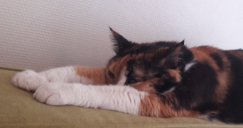 morthy pet sitter à AUBERVILLIERS 93300_3