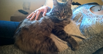 carole pet sitter à COMBS LA VILLE 77380_1