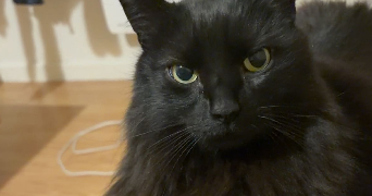 clementine pet sitter à ST LEU LA FORET 95320_2