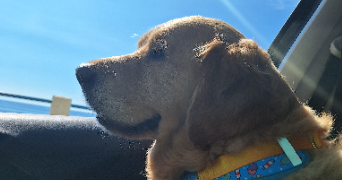 melanie pet sitter à ROQUEBRUNE CAP MARTIN 06190_4