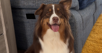clarisse pet sitter à SAPOGNE ET FEUCHERES 08160_1