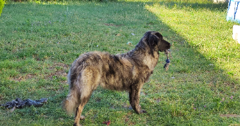 elodie pet sitter à VILLENAVE D ORNON 33140_1