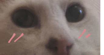 jeanne pet sitter à DIJON 21000_0