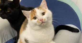 carine pet sitter à STE FLORINE 43250_6