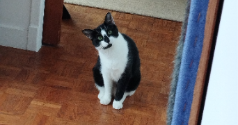 yuna pet sitter à VILLEURBANNE 69100_6