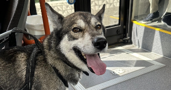 mariia pet sitter à BORDEAUX 33800_3