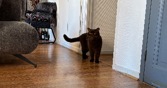 louise-anne pet sitter à HONFLEUR 14600_5